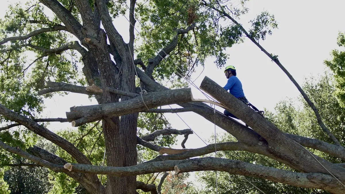 Professional Crown Thinning performed by certified arborists in Ong